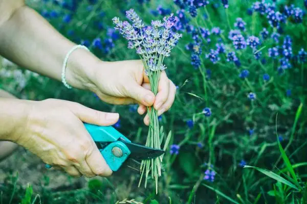 Prune lavender: how and when to do it