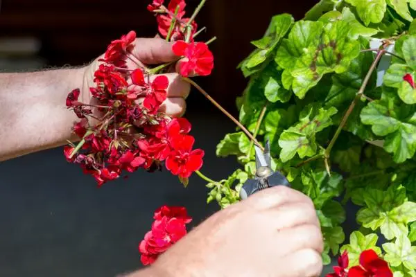 Pruning geraniums: how and when to do it