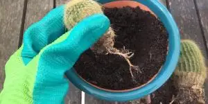 Transplanting a cactus: how and when to do it
