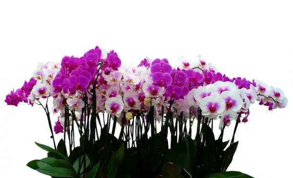 Breeding orchids: how to do it