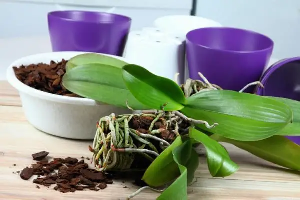 Transplanting an orchid: how and when to do it