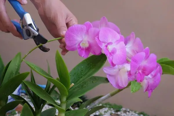 How to prune an orchid