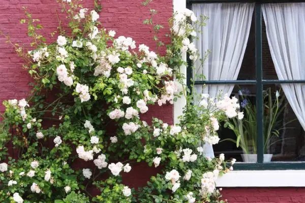Climbing roses: care and pruning