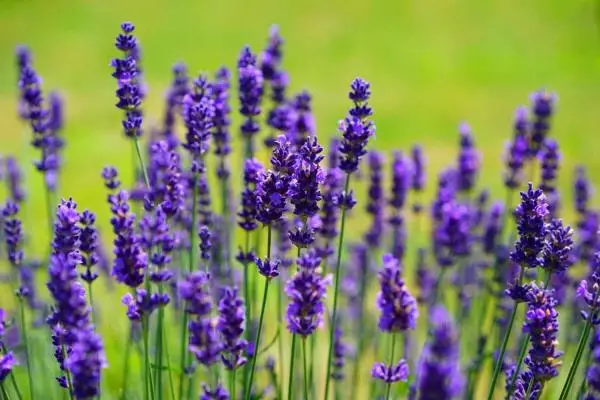 12 types of lavender