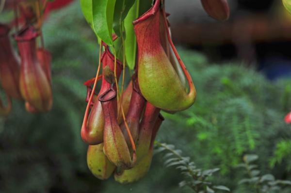 9 types of carnivorous plants
