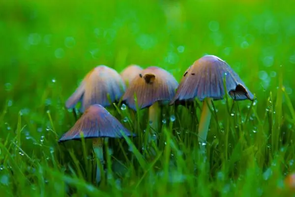 Why do mushrooms grow in my garden and how to eliminate them?