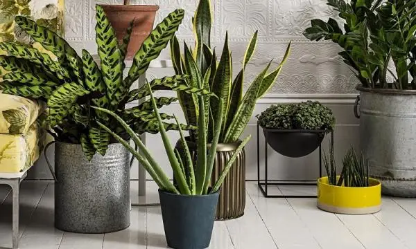 Why do indoor plants in your home die?
