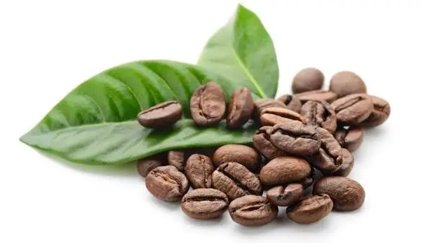 How to grow coffee at home