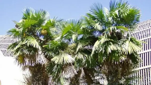 Caring for the excelsa palm tree