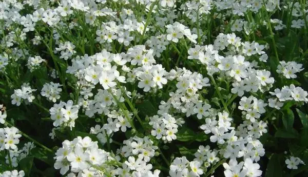 Great perennial flowers for your garden