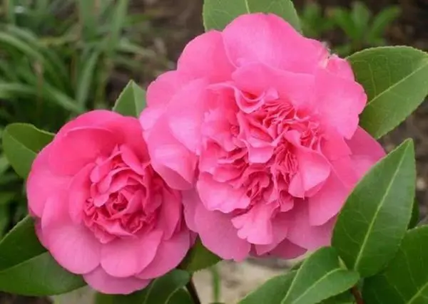 How to care for camellias