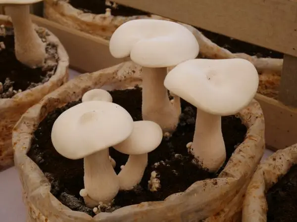 Grow mushrooms at home