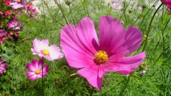 How to grow cosmos