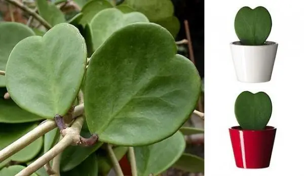 Hoya Kerrii: the heart plant