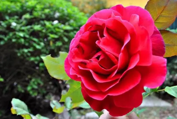 Ideas to create a beautiful garden with roses