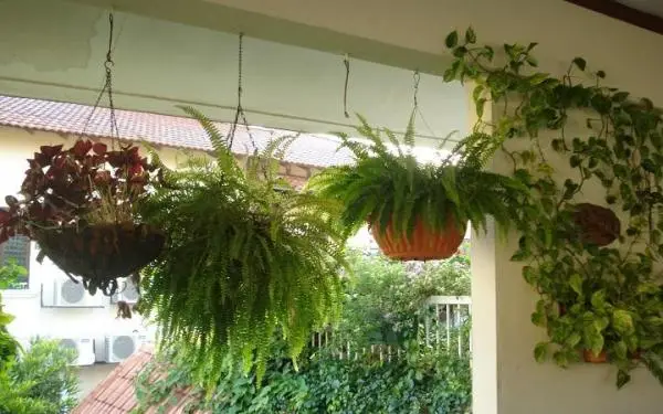 Decoration with hanging plants