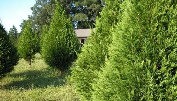 How to transplant a cypress tree