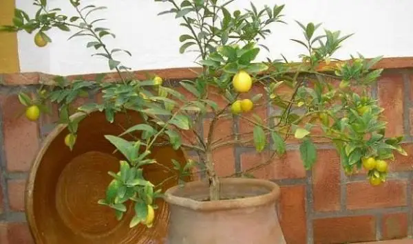 Growing a dwarf lemon tree