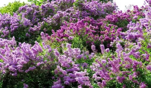 Should we prune the lilac plant?