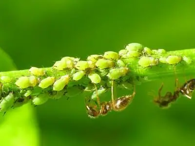 Homemade tricks against ants