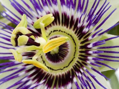 How To Grow Passion Fruit – The Passion Flower