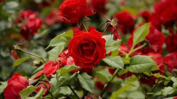 7 secrets to growing perfect roses