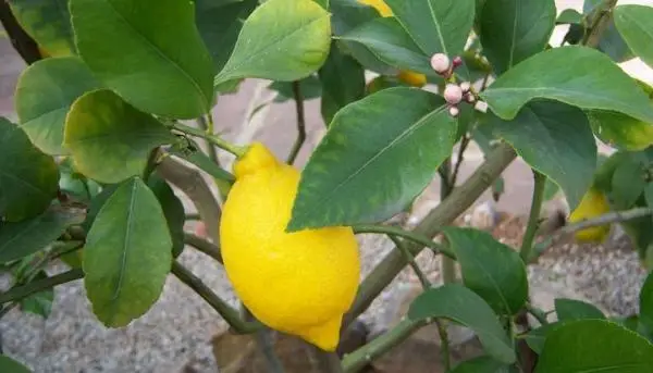 Benefits of planting a lemon tree in the garden