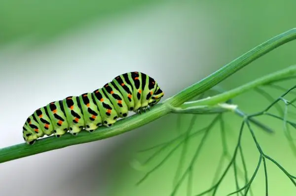 How to remove caterpillars naturally