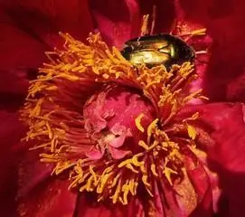 Flower Beetles – Plague
