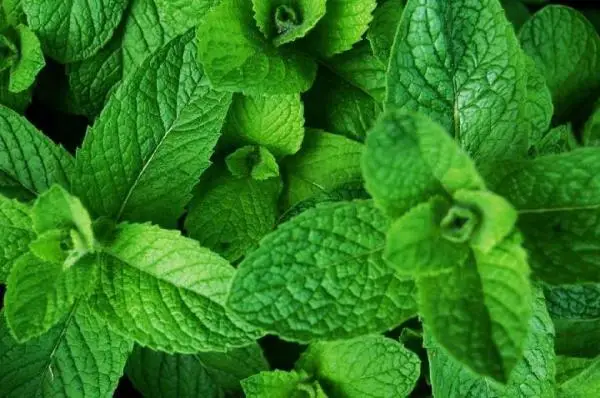 How to care for peppermint