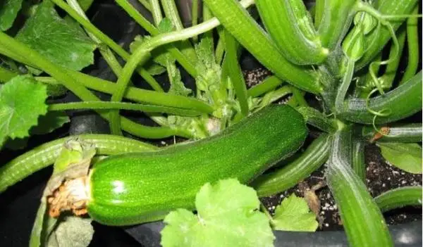 Growing zucchini in a pot