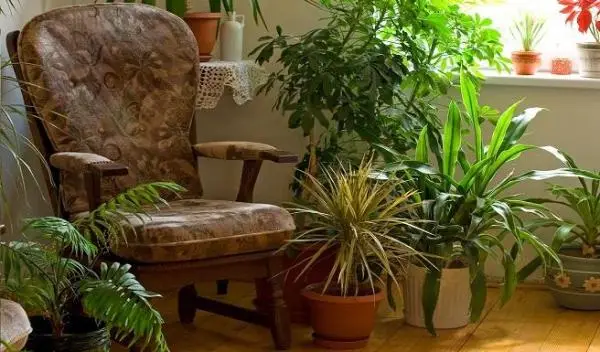 The best houseplants for country houses
