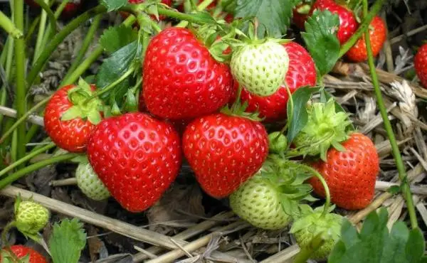 Tips for growing strawberries in pots