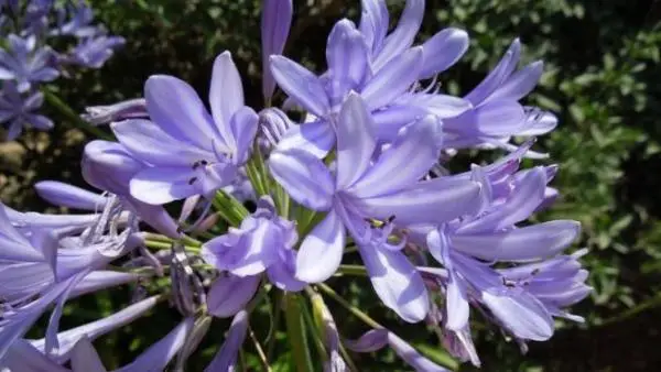 African lily care