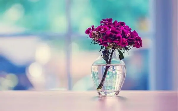 Flowers that last longer in vases