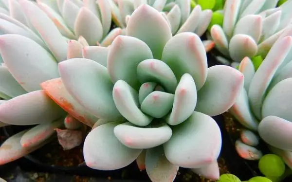 Top 3 succulent plants for your home