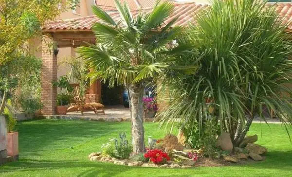 Tips for transplanting palm trees according to their size