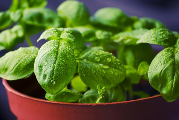 Potted basil care