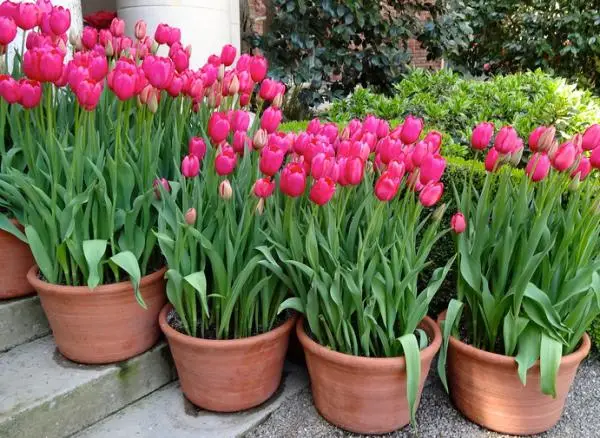 How to care for potted tulips