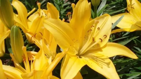 Growing and caring for the yellow lily