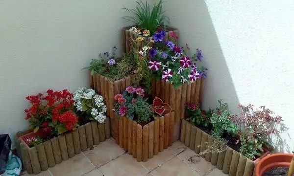 Plants for large pots