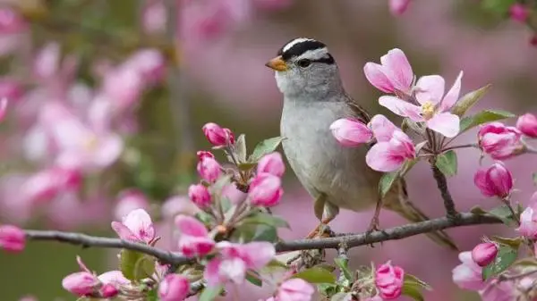 Trees that attract birds to your garden