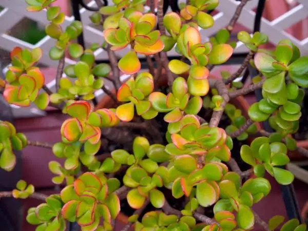 Jade plant: care