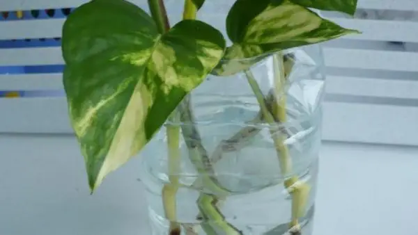 How to make cuttings in water