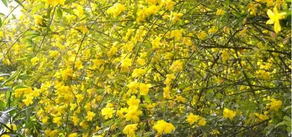 Yellow Jasmine Care