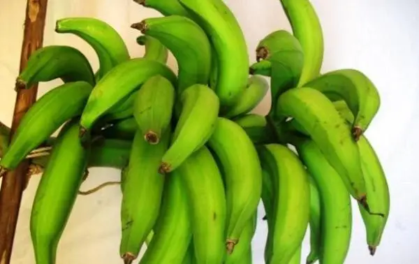 Indoor banana plant care