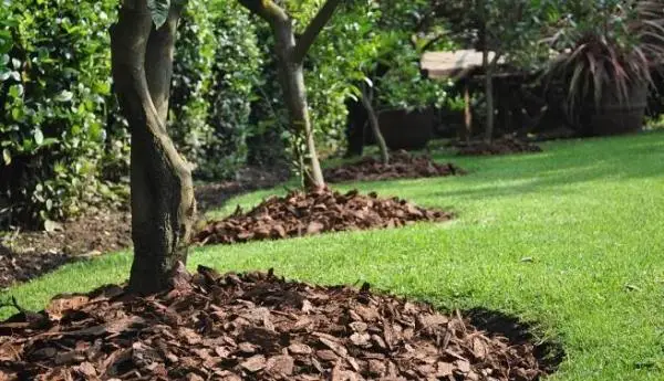 Benefits of pine bark for the garden