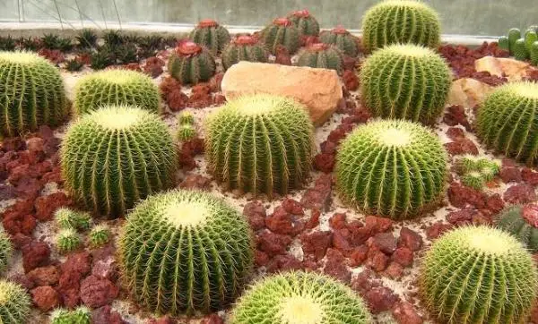 Cactus Uses and benefits