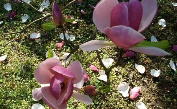 Grow magnolia liliflora