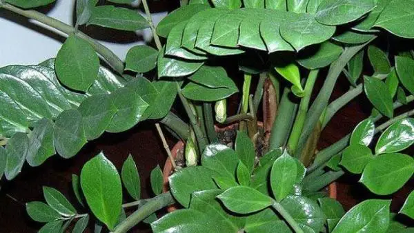 Philodendron plant care